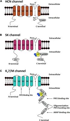 Physiology and Therapeutic Potential of SK, H, and M Medium AfterHyperPolarization Ion Channels